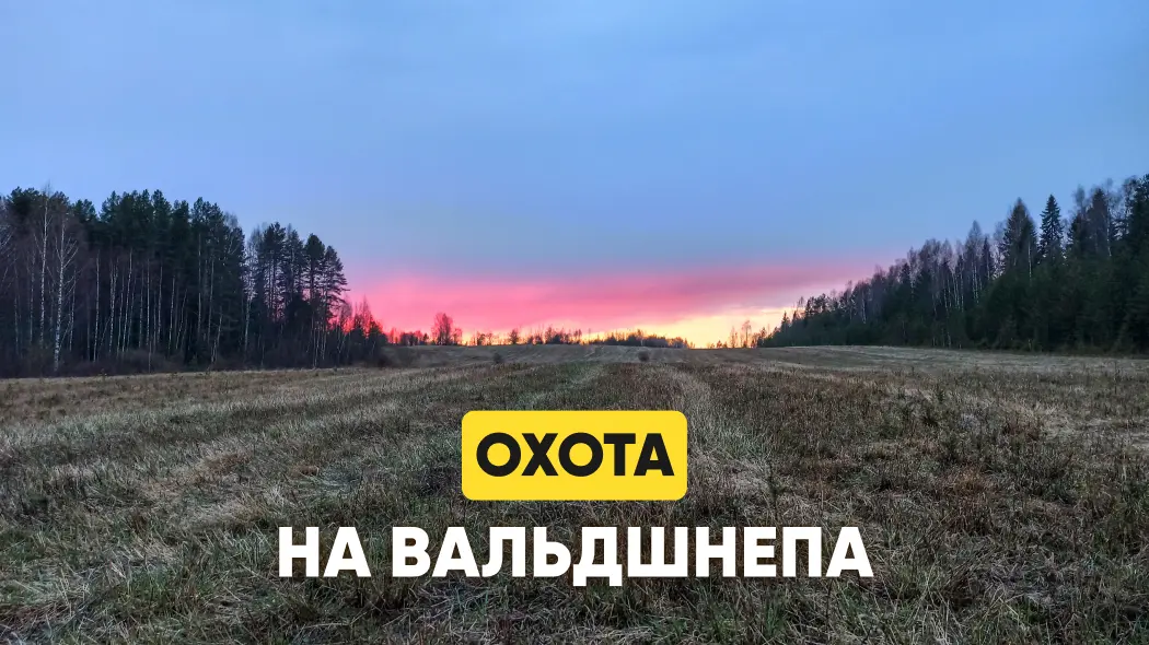 Охота на вальдшнепа: где обитает, этапы тяги, способы приманки