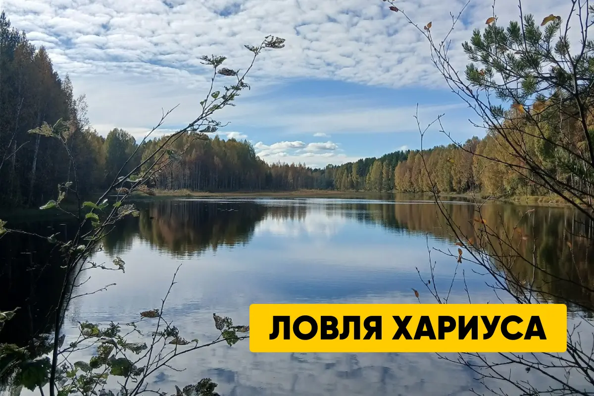 Ловля хариуса: как и где ловить, места обитания, снасти и удочки Ловля хариуса: как и где ловить, места обитания, снасти и удочки