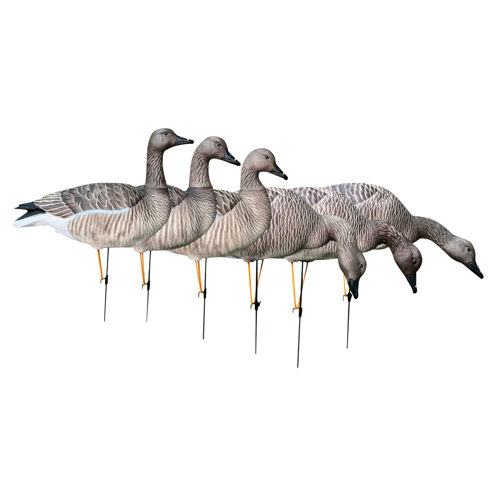 Гуменник гусь Oscar Decoys Avian-Mix ELITE 3D 6 шт Сминаемые(3-корм,2-отд,1-сторож)Съем.гол.EGG6 . Фото №1 Гуменник гусь Oscar Decoys Avian-Mix ELITE 3D 6 шт Сминаемые(3-корм,2-отд,1-сторож)Съем.гол.EGG6 . Фото №1
