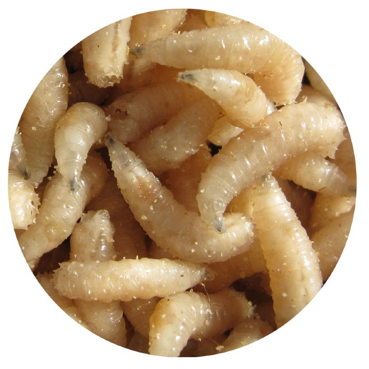 Опарыш. Фото №2