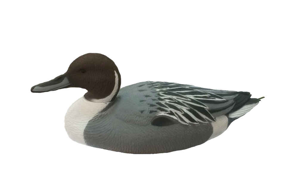 Чучело Шилохвость (утка, селезень) 6 шт.. Фото №2 Чучело Шилохвость (утка, селезень) 6 шт.. Фото №2