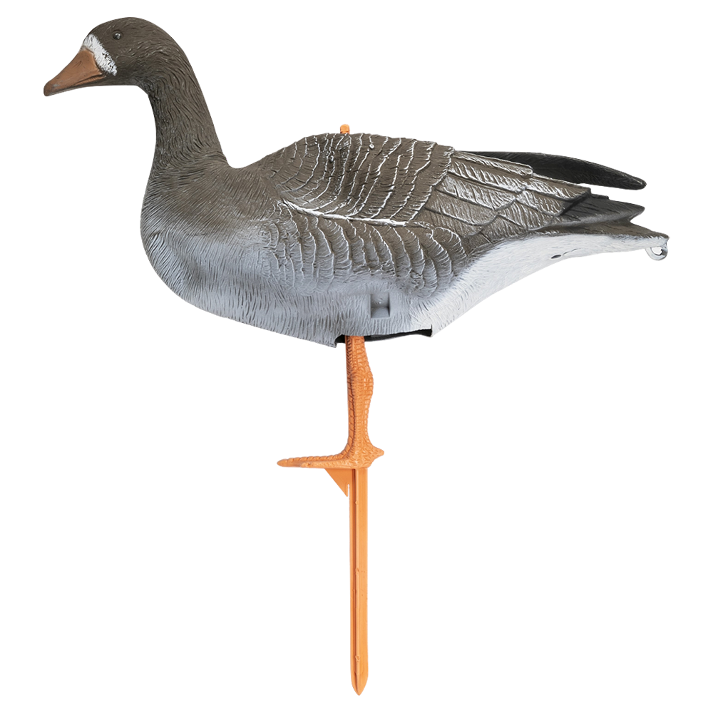 Муляж "Гусь белолобый" (Складной). Фото №4 Муляж "Гусь белолобый" (Складной). Фото №4