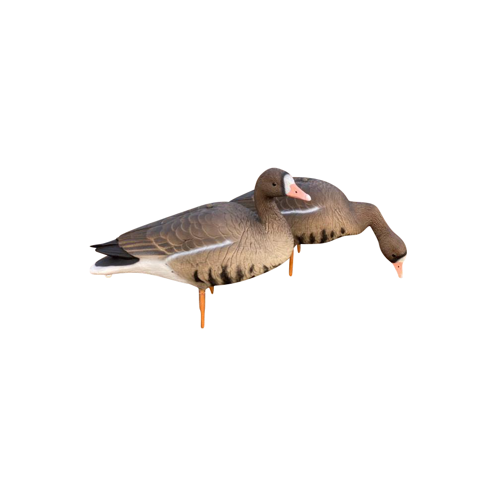 Белолобый гусь OSCAR DECOYS ELITE 3D Speckbelly Goose Мягкий пластик 10 шт (8+2) ESG10. Фото №1 Белолобый гусь OSCAR DECOYS ELITE 3D Speckbelly Goose Мягкий пластик 10 шт (8+2) ESG10. Фото №1
