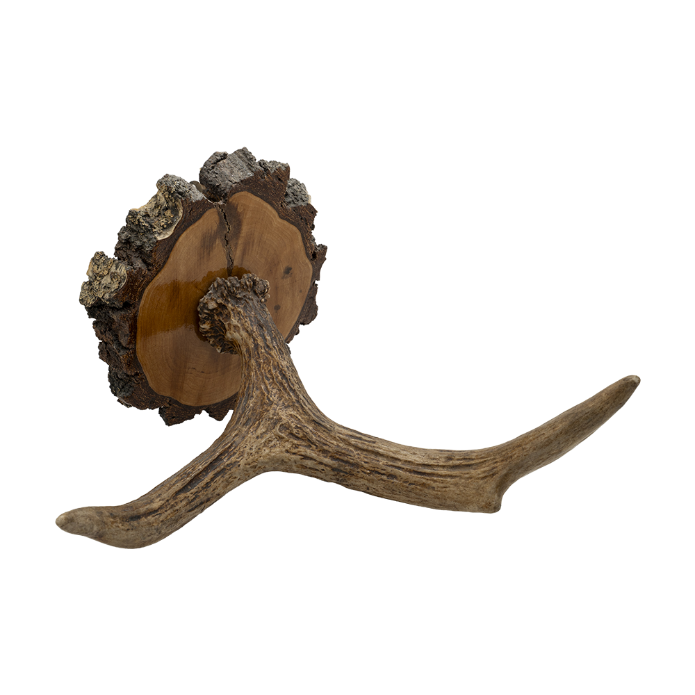 Рог лося на медальоне. Фото №1