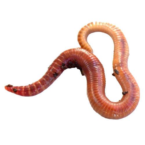 червь навозный. Фото №1