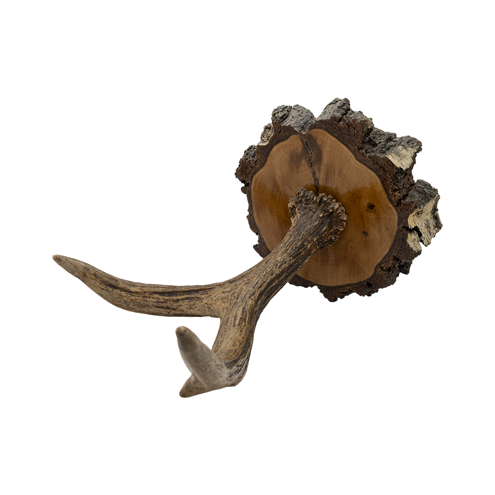 Рог лося на медальоне. Фото №2