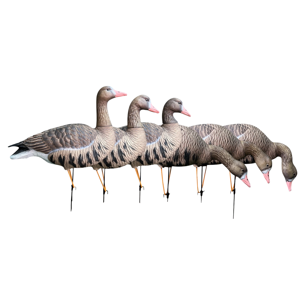 Белолобый гусь Oscar Decoys Avian-Mix ELITE 3D 6 шт Сминаемые(3-корм,2-отд,1-сторож)Съем.гол.ESG6. Фото №1 Белолобый гусь Oscar Decoys Avian-Mix ELITE 3D 6 шт Сминаемые(3-корм,2-отд,1-сторож)Съем.гол.ESG6. Фото №1