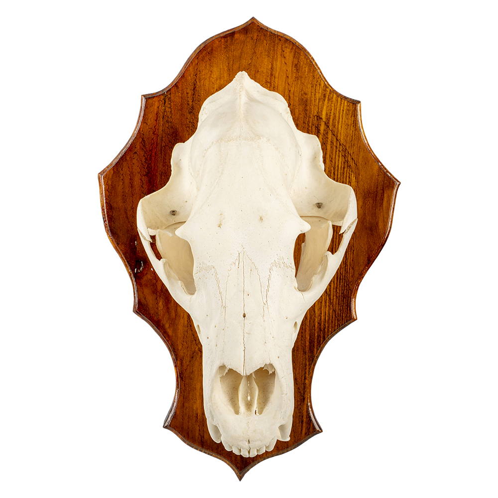 Череп медведя на медальоне. Фото №1 Череп медведя на медальоне. Фото №1