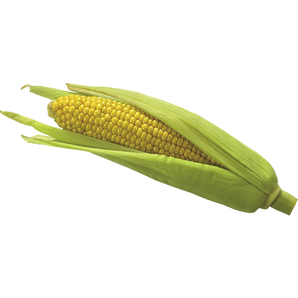 Кукуруза. Фото №1