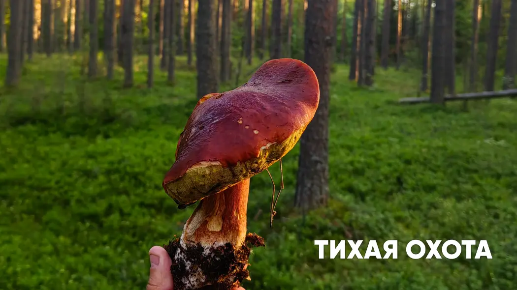 Тихая охота: что нужно знать и как правильно собирать грибы?