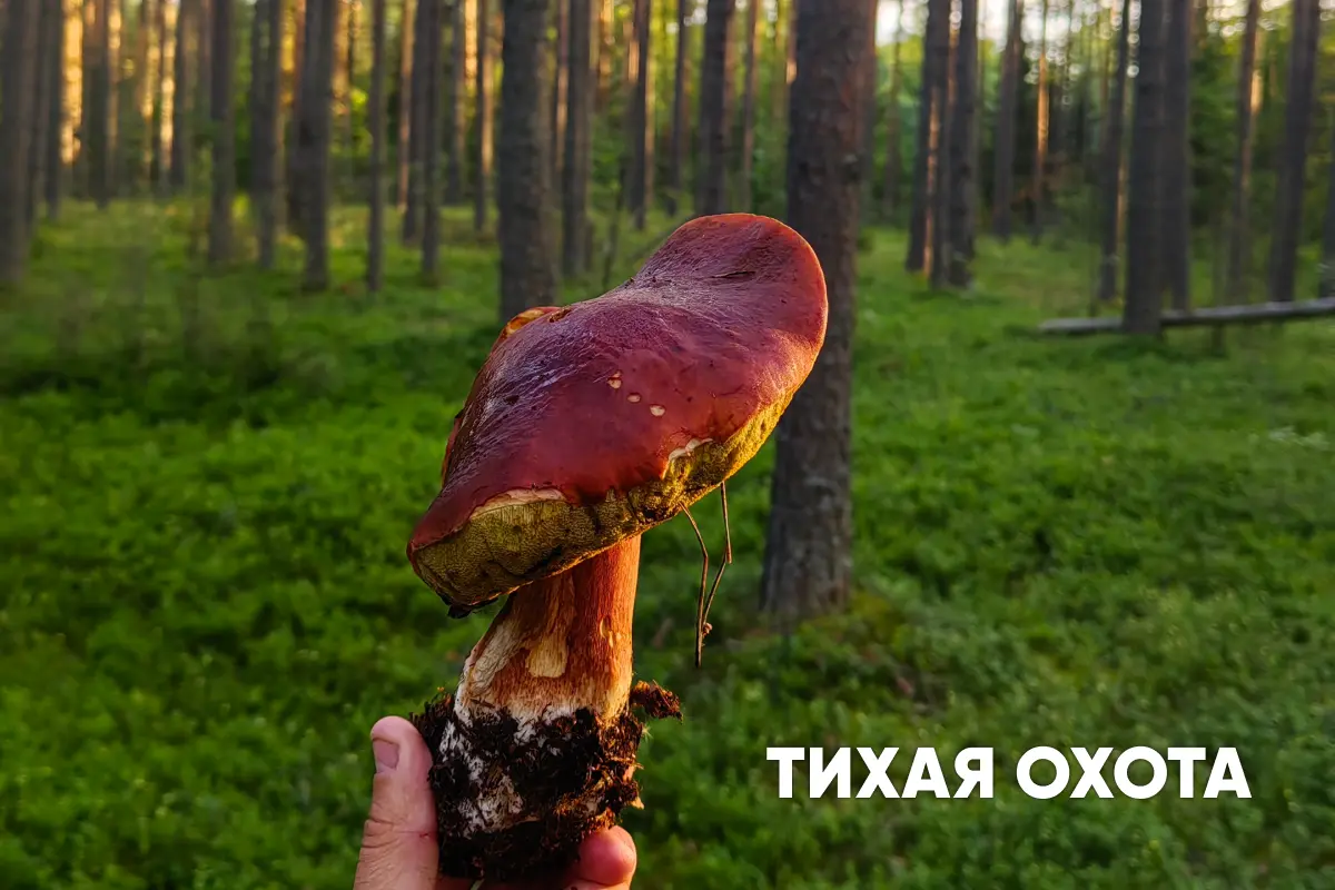 Тихая охота: что нужно знать и как правильно собирать грибы? Тихая охота: что нужно знать и как правильно собирать грибы?