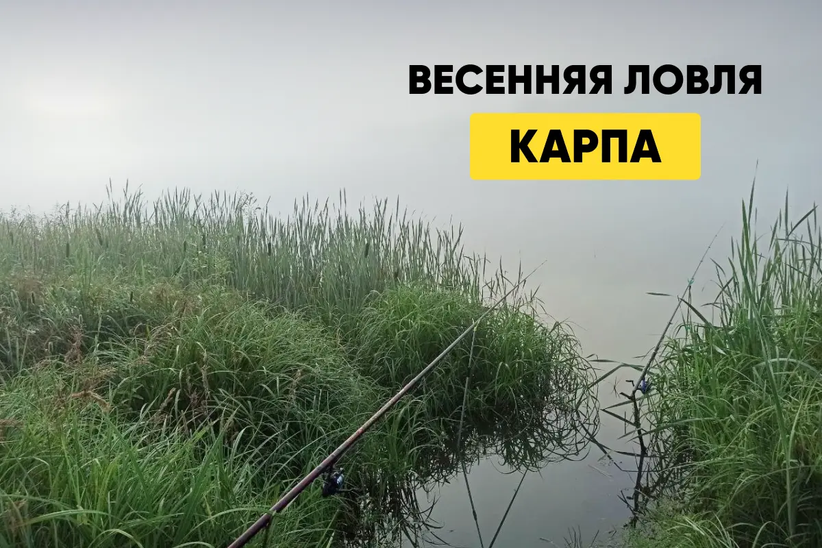 Карп весной: где и на что ловить, прикормка Карп весной: где и на что ловить, прикормка