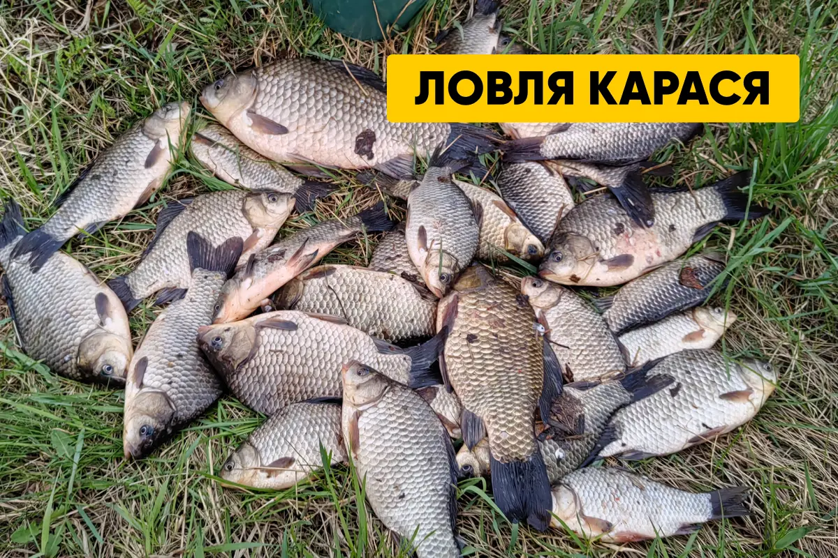 Ловля карася: особенности, места обитания, время суток, техника ловли