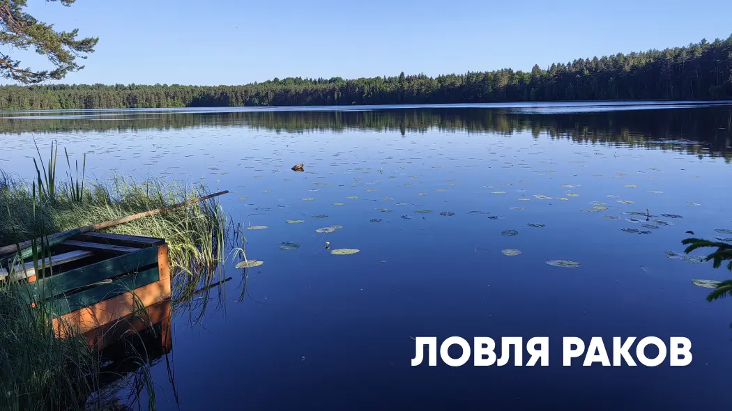 Ловля раков: особенности, места обитания и время суток, способы ловли