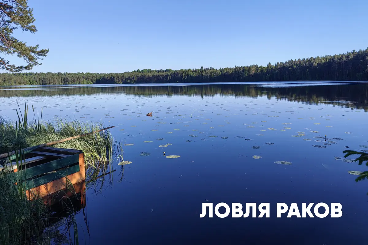 Ловля раков: особенности, места обитания и время суток, способы ловли