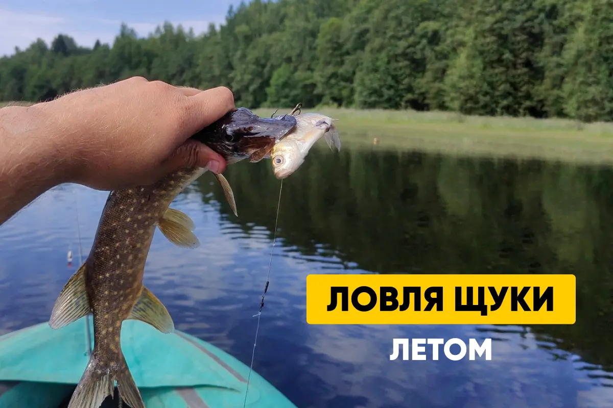 Ловля щуки летом: где искать, на что ловить, лучшие погода и время для рыбалки, как выбрать живца и сделать поводок Ловля щуки летом: где искать, на что ловить, лучшие погода и время для рыбалки, как выбрать живца и сделать поводок