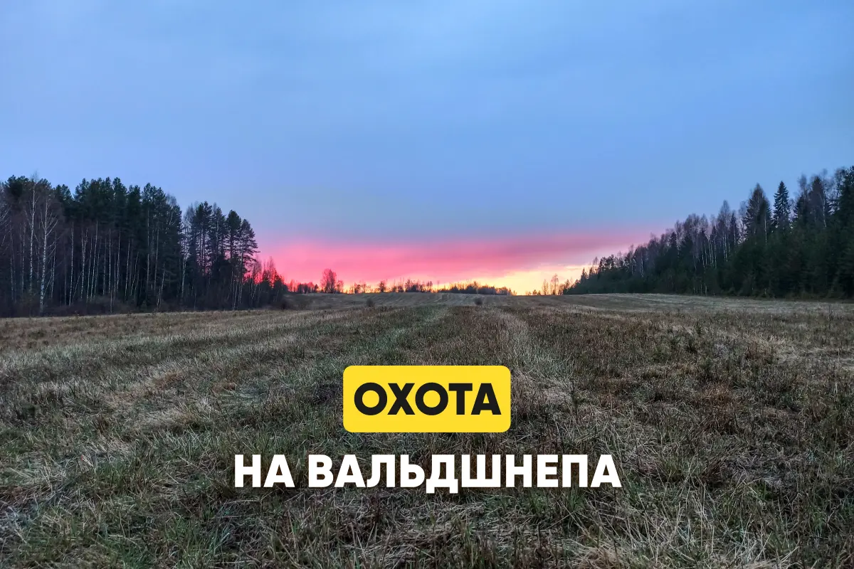 Охота на вальдшнепа: где обитает, этапы тяги, способы приманки