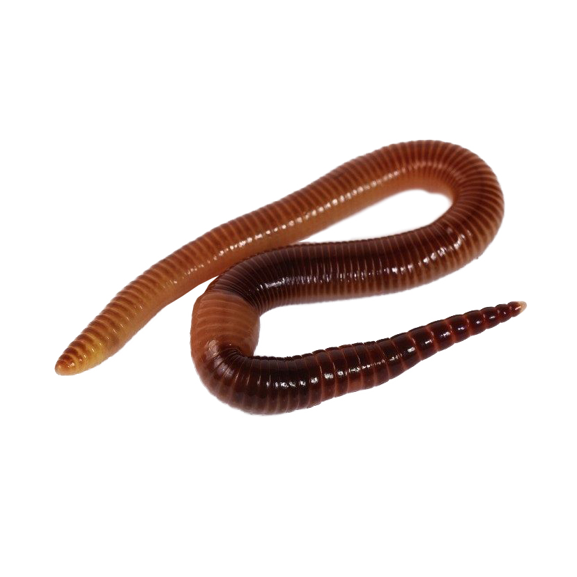 Червь дендробена. Фото №2