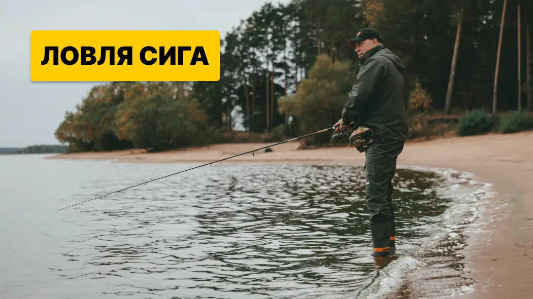Ловля сига: полное руководство по снастям, приманкам и сезонам