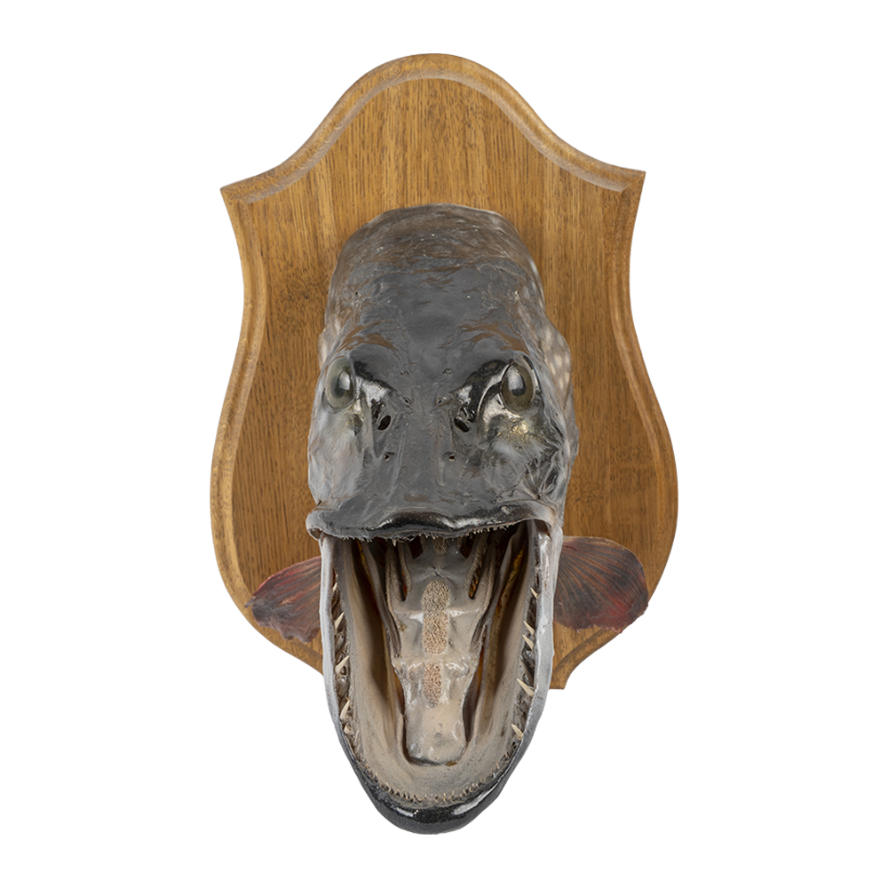 Чучело "Голова щуки". Фото №1 Чучело "Голова щуки". Фото №1