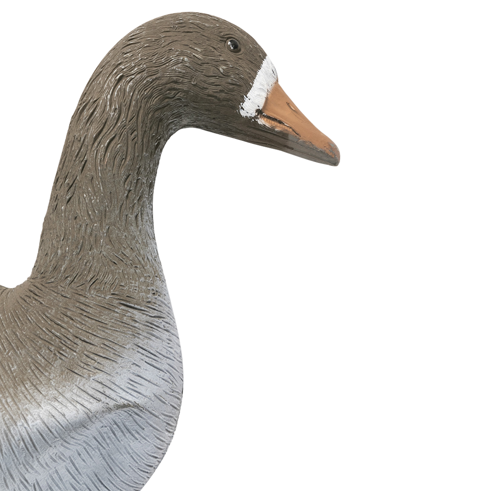 Муляж "Гусь белолобый" (Складной). Фото №3 Муляж "Гусь белолобый" (Складной). Фото №3