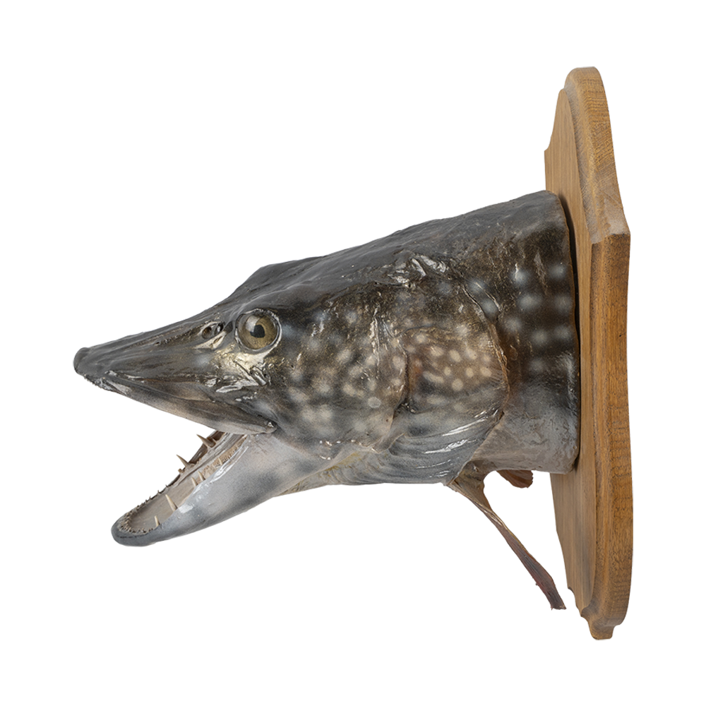 Чучело "Голова щуки". Фото №3 Чучело "Голова щуки". Фото №3