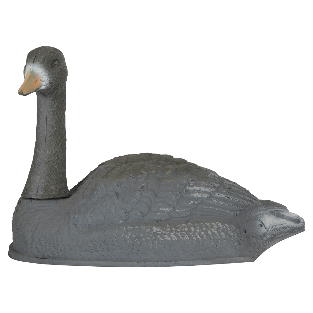 Гусь полукорпусной. Фото №1 Гусь полукорпусной. Фото №1