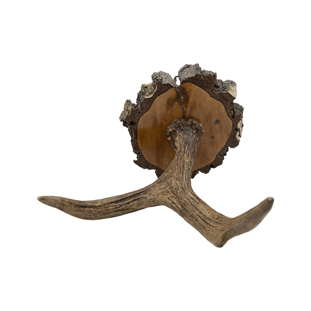 Рог лося на медальоне. Фото №3