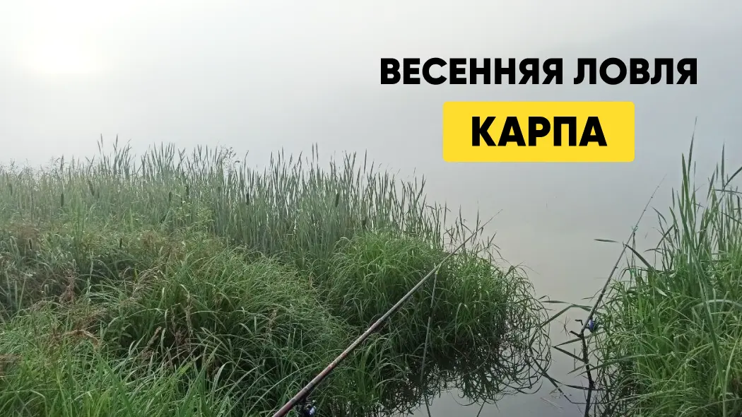 Карп весной: где и на что ловить, прикормка