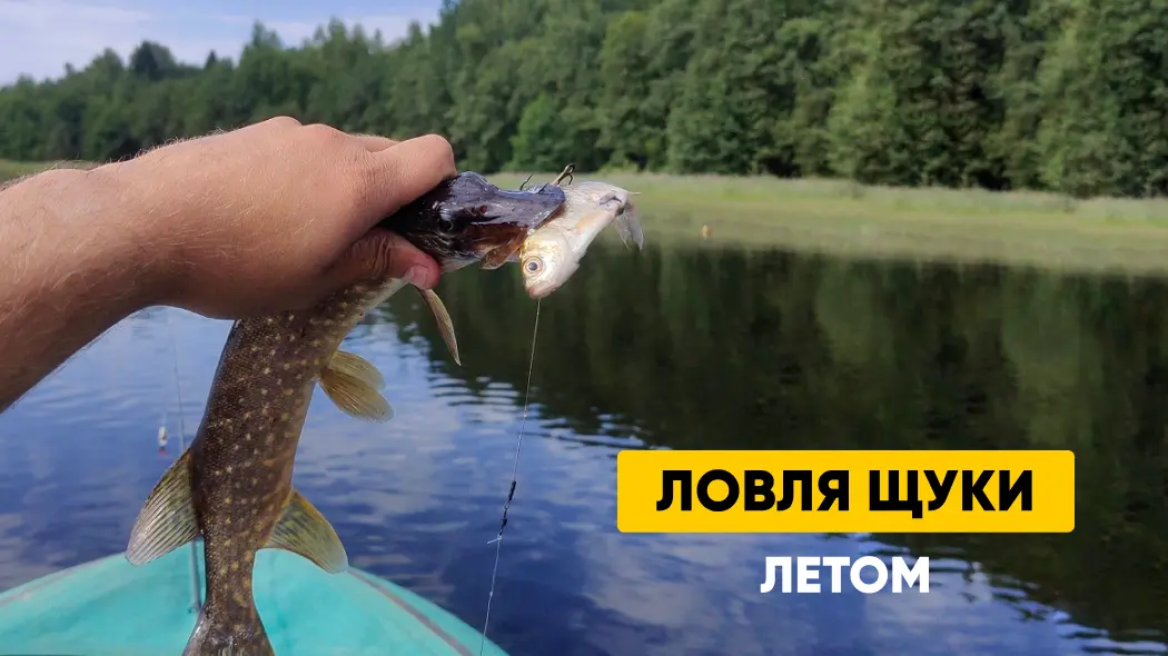 Ловля щуки летом: где искать, на что ловить, лучшие погода и время для рыбалки, как выбрать живца и сделать поводок