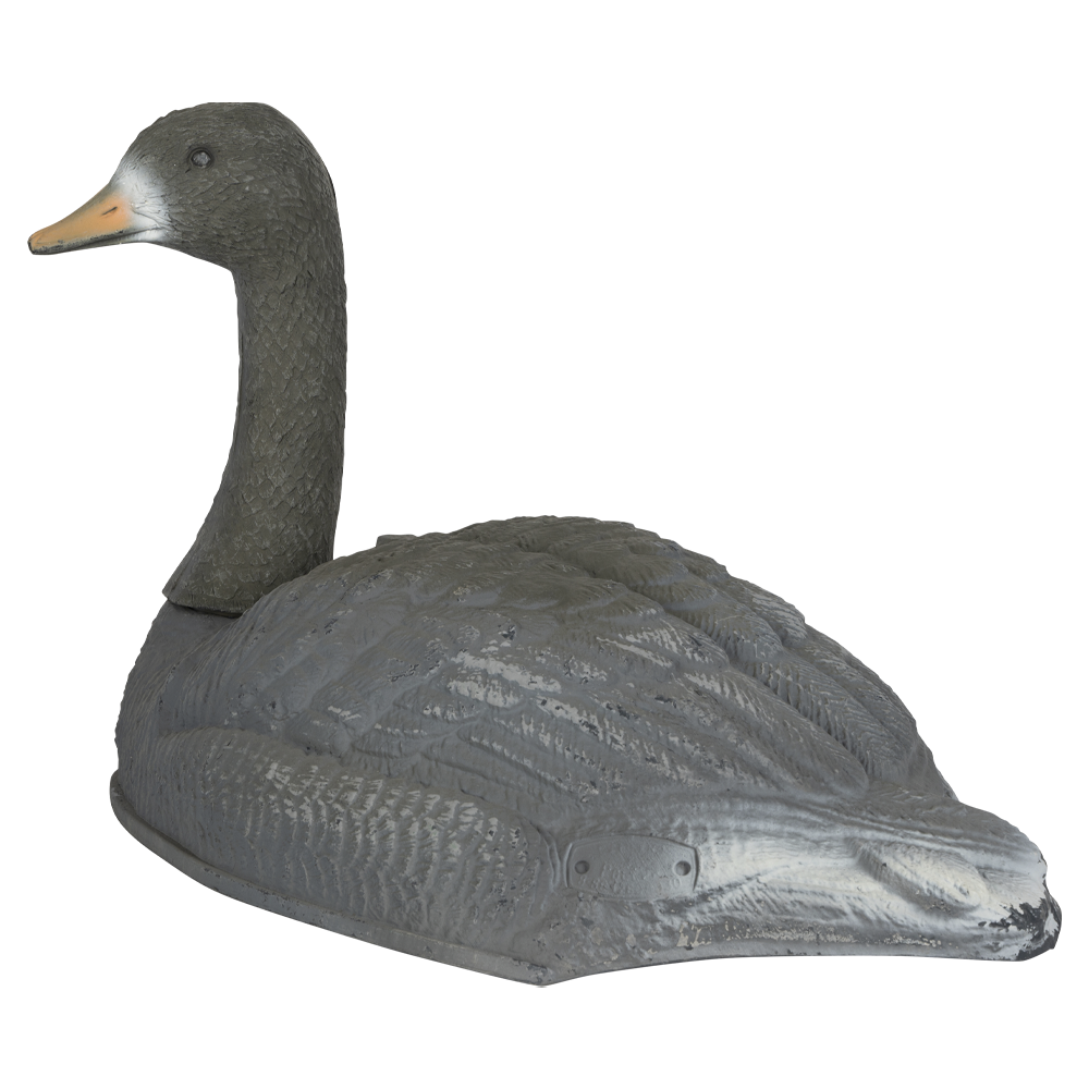 Гусь полукорпусной. Фото №5 Гусь полукорпусной. Фото №5