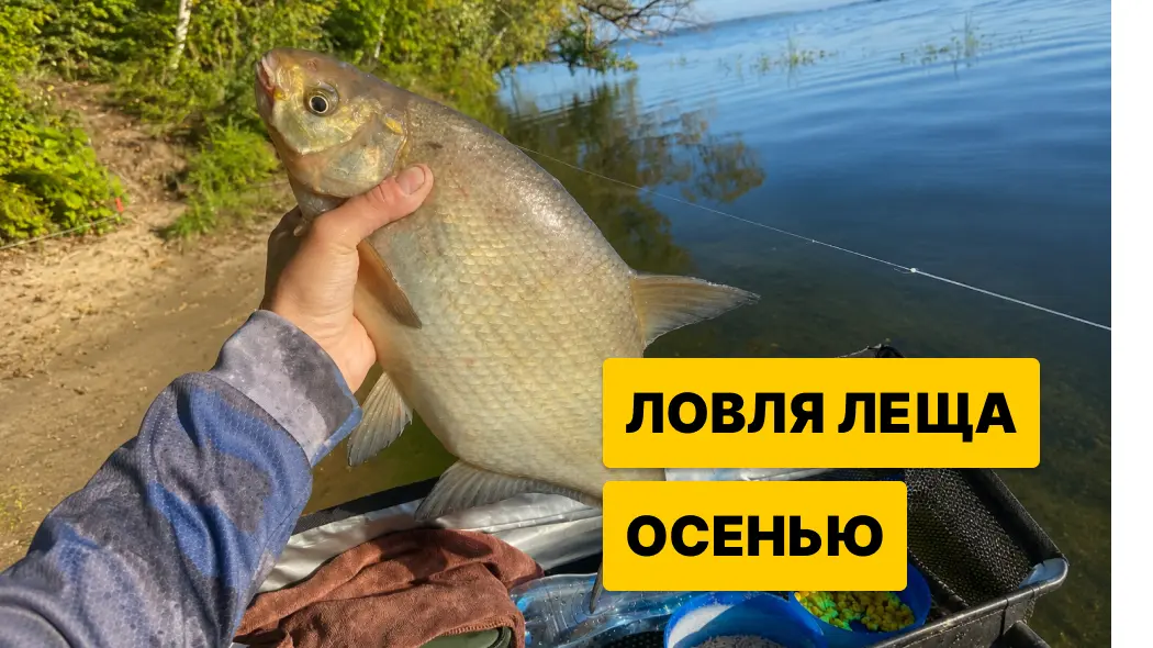 Ловля леща осенью: Где поймать, тактика ловли, насадки и наживки