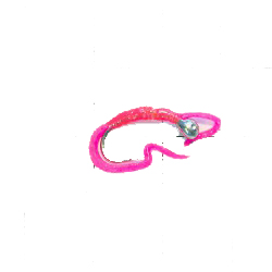 Нимфа Суперкембрик №08 (Kumho) (50 шт.). Фото №1