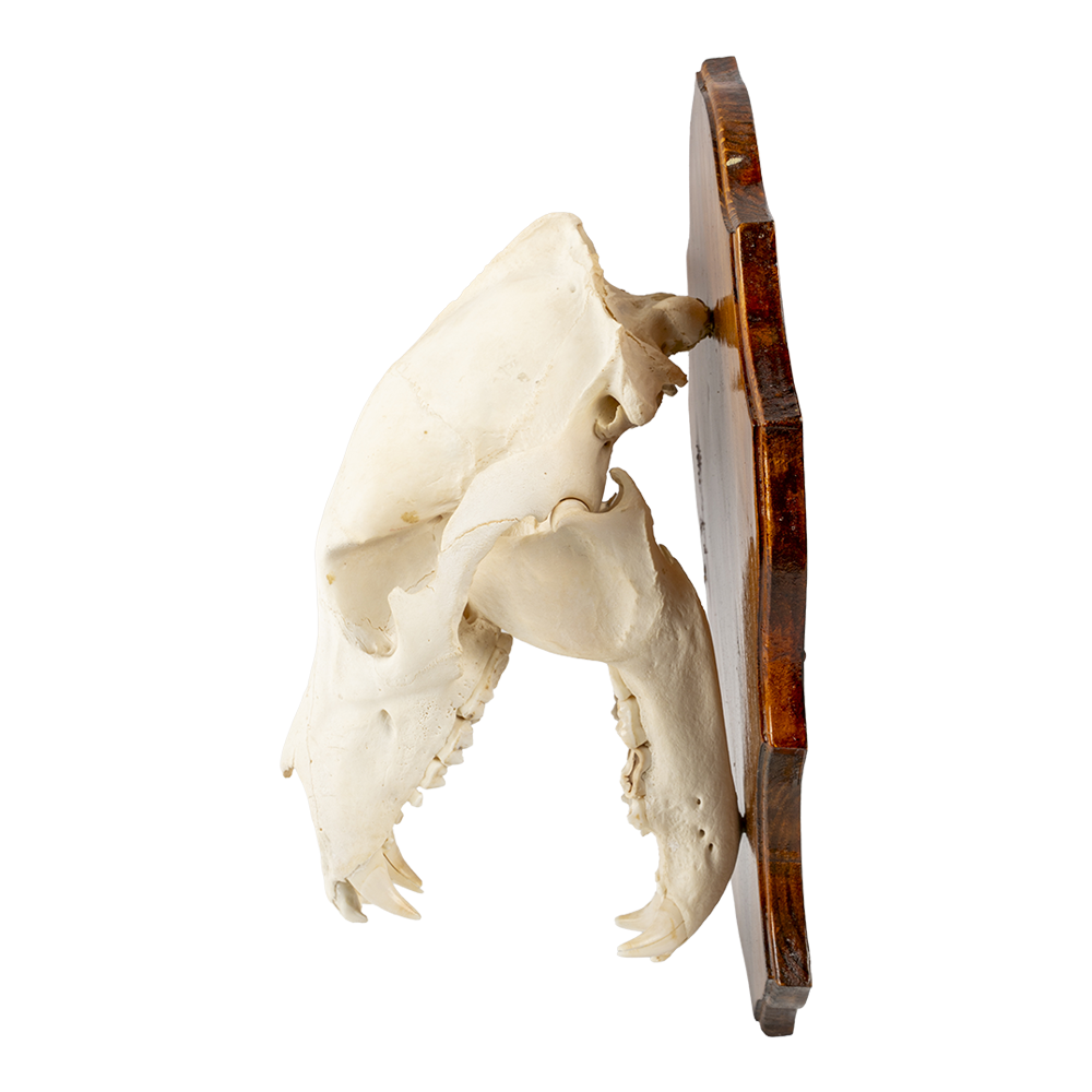 Череп медведя на медальоне. Фото №2 Череп медведя на медальоне. Фото №2