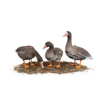 Чучело Чернеть Флокированный. Фото №3