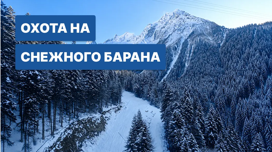 Охота на снежного барана: ареал обитания, повадки, методы и снаряжение