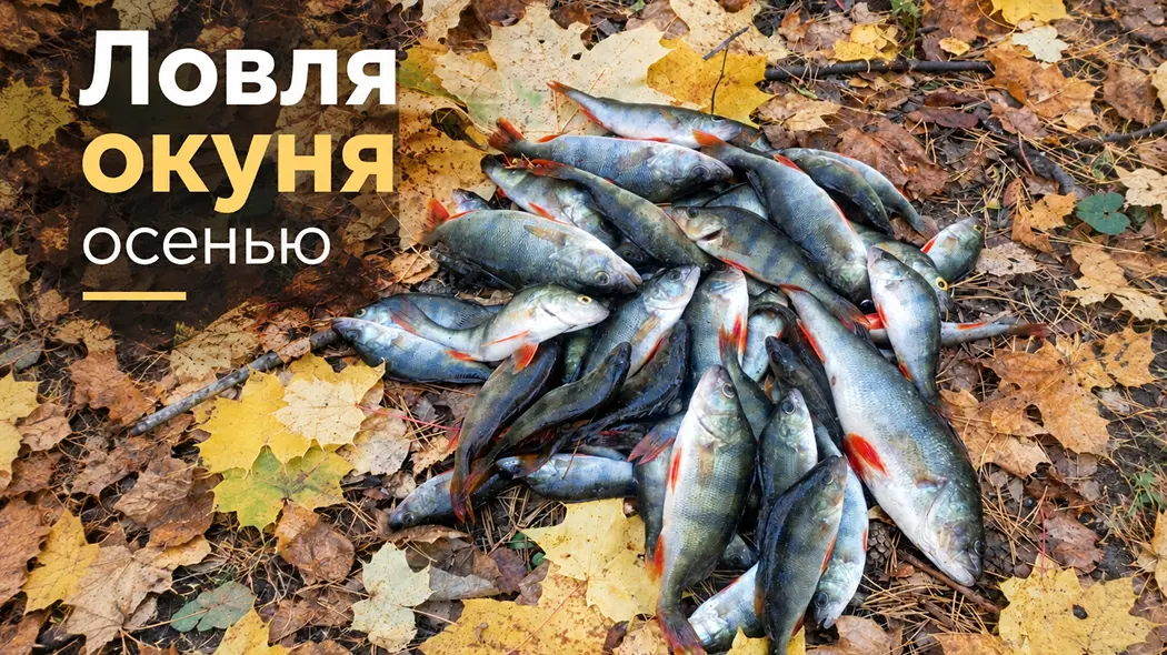Ловля окуня осенью: где искать, на что и как ловить