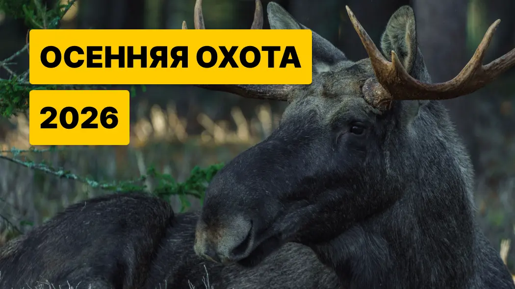 Открытие охоты в октябре 2026: сроки по регионам России