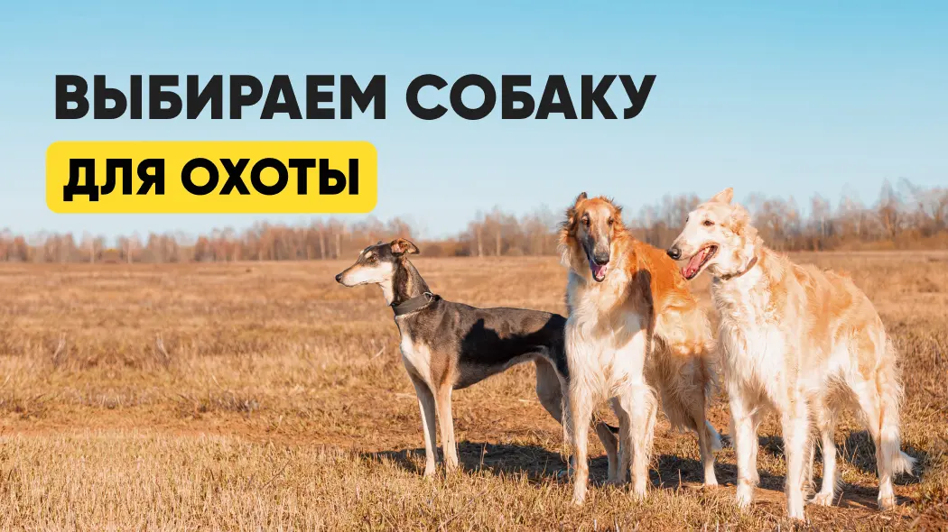 Выбираем собаку для охоты 