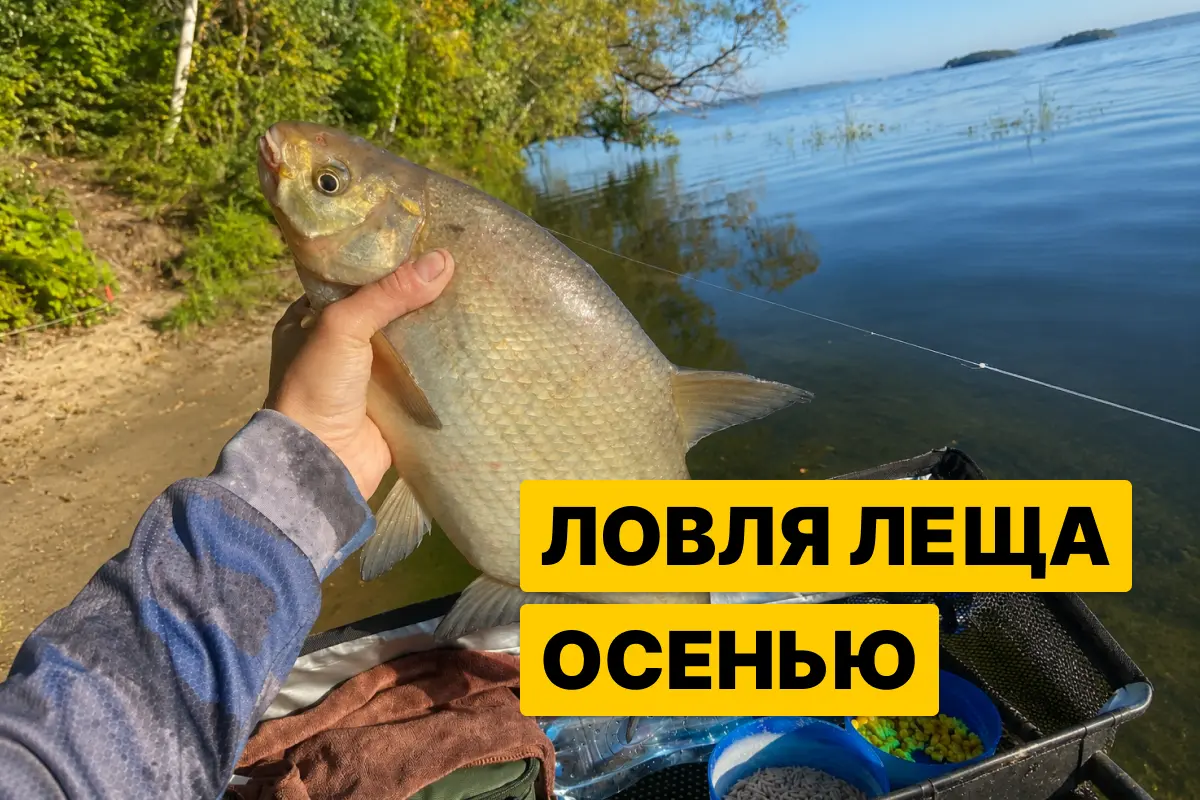 Ловля леща осенью: Где поймать, тактика ловли, насадки и наживки