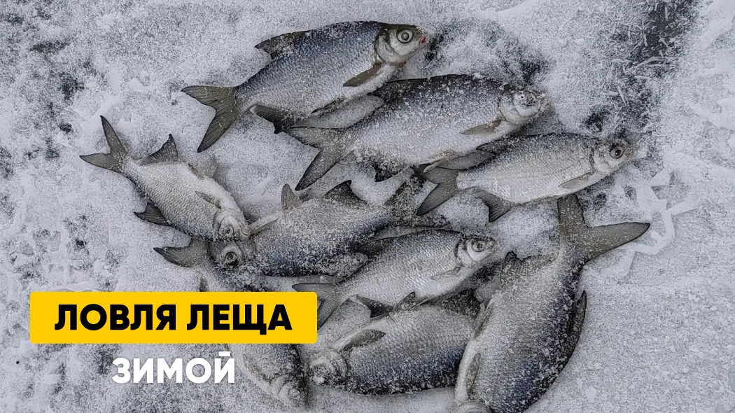 Ловля леща зимой: где искать, снасти, ночная рыбалка, прикормка