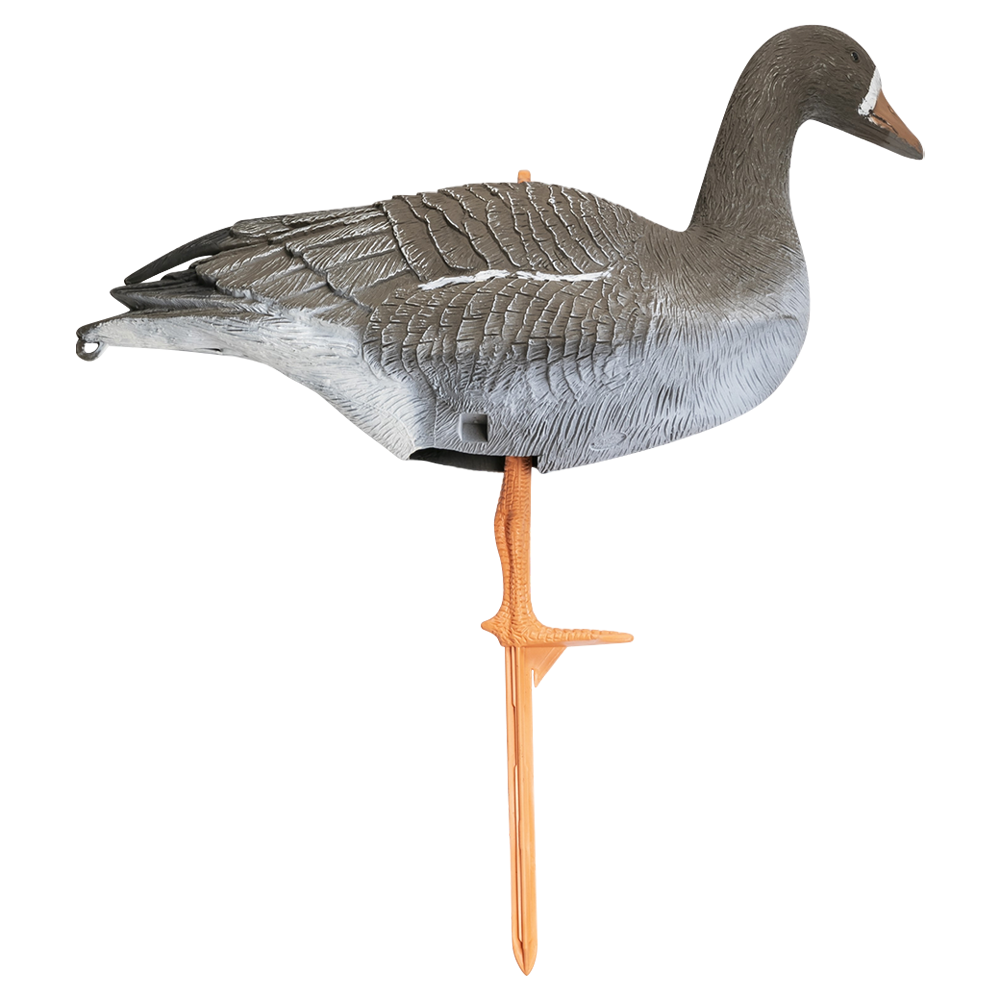 Муляж "Гусь белолобый" (Складной). Фото №1 Муляж "Гусь белолобый" (Складной). Фото №1