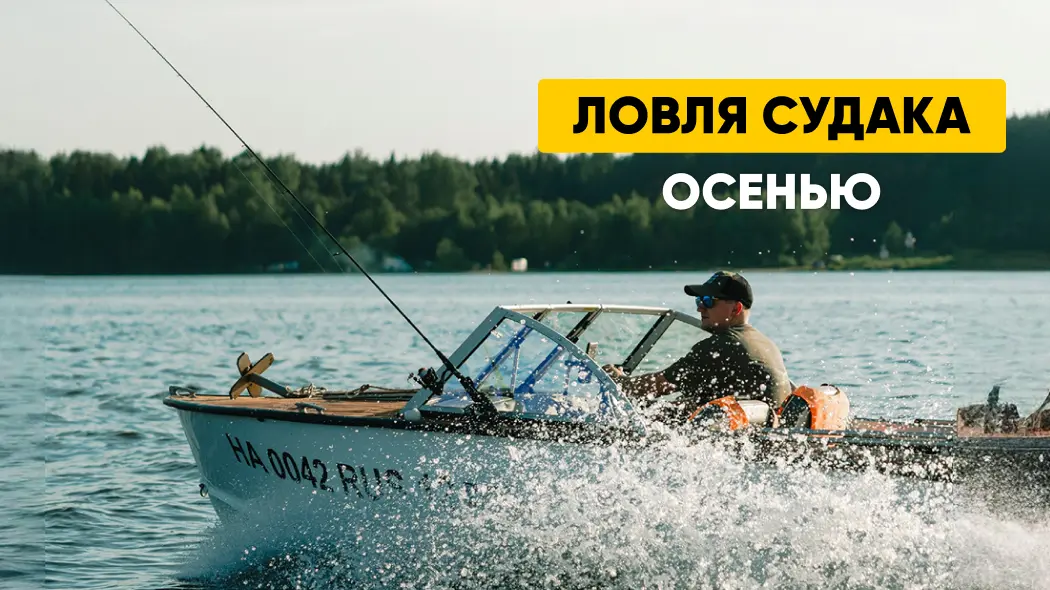 Ловля судака осенью: особенности, места обитания, снасти и приманки