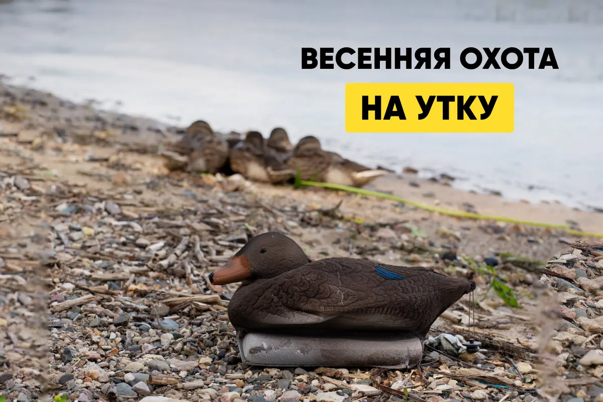 Весенняя охота на утку: с подсадной, с чучелом