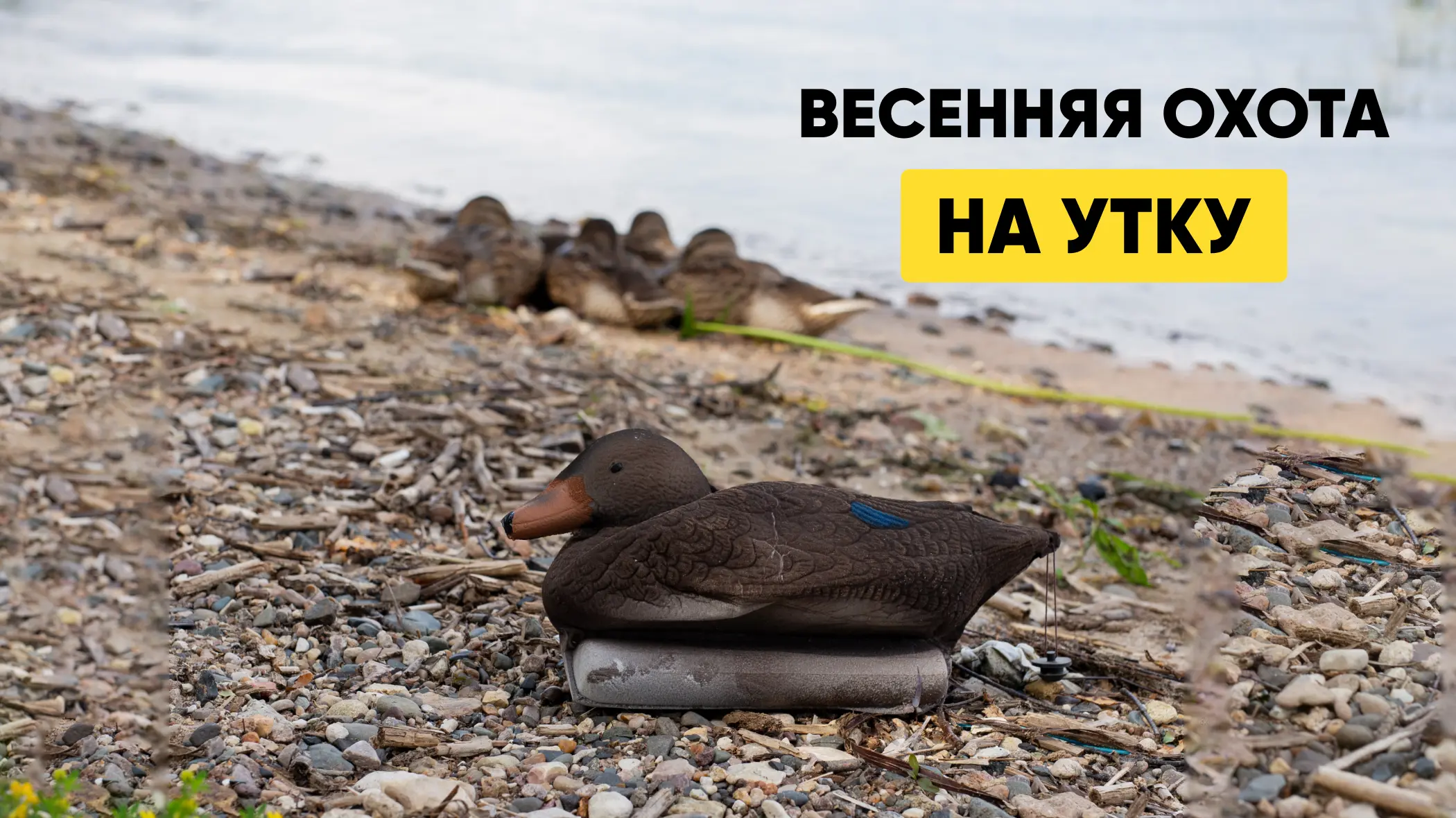 Весенняя охота на утку: с подсадной, с чучелом