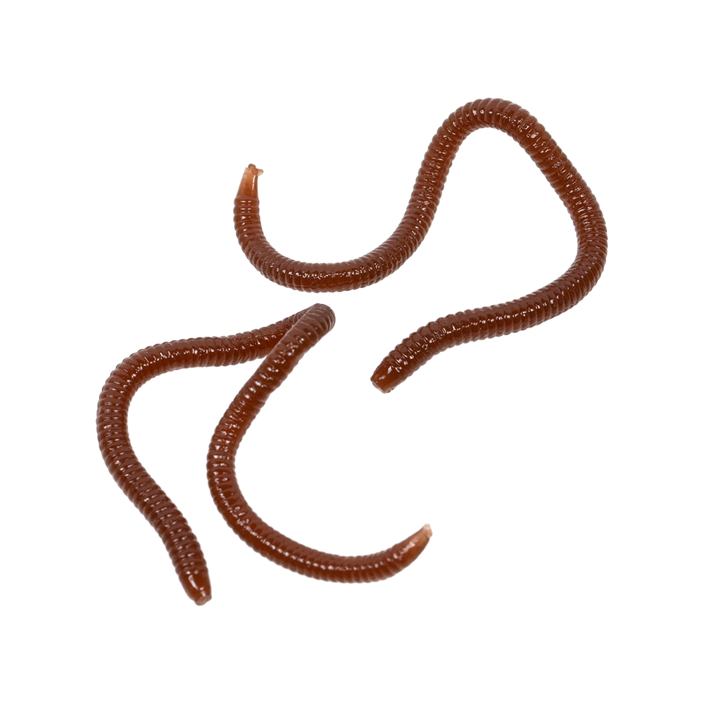 Червь искусственный съедобный ароматизированный TKS31010903FО-90MM цвет светло-коричневый мотыль . Фото №4 Червь искусственный съедобный ароматизированный TKS31010903FО-90MM цвет светло-коричневый мотыль . Фото №4