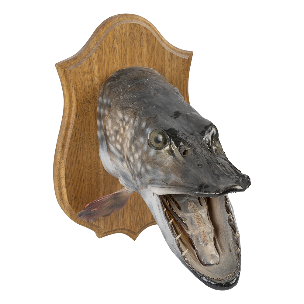 Чучело "Голова щуки". Фото №2 Чучело "Голова щуки". Фото №2