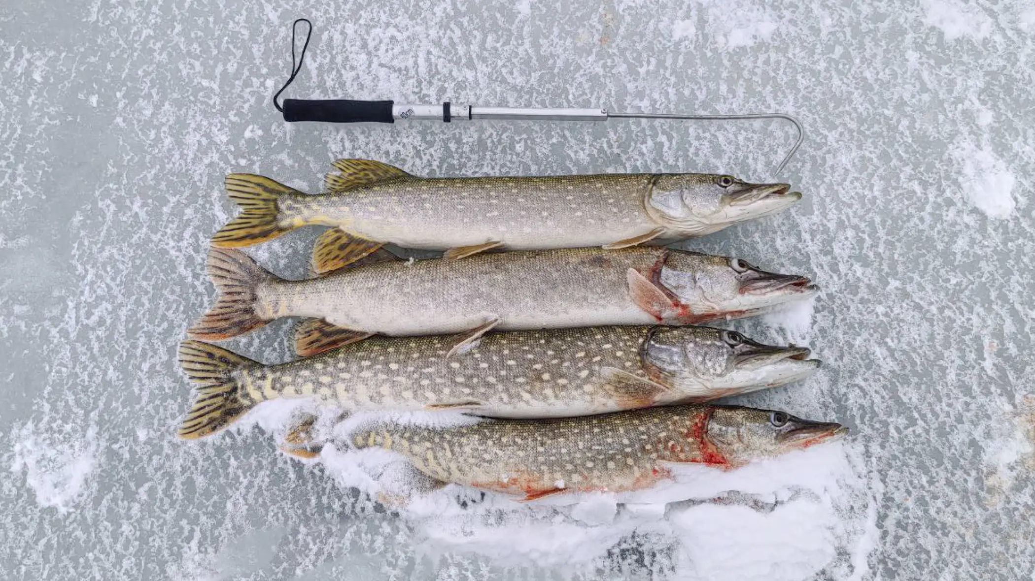 щука зимой на жерлицы