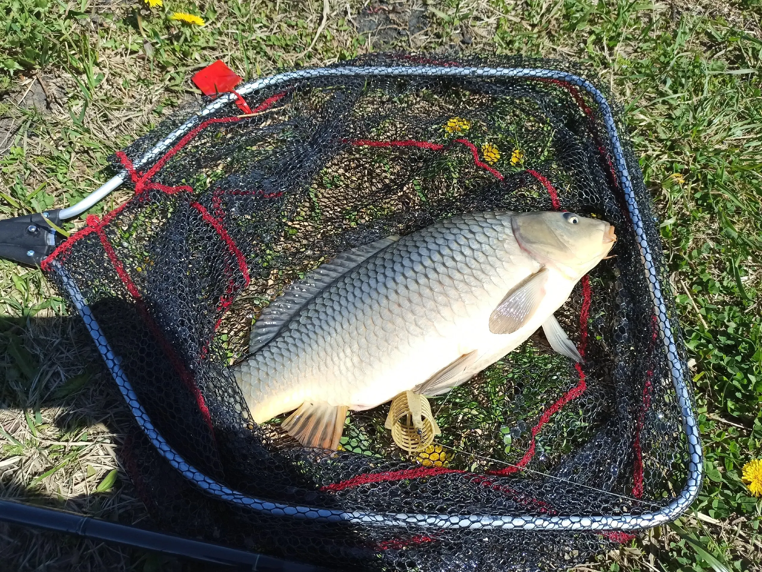 карп весной