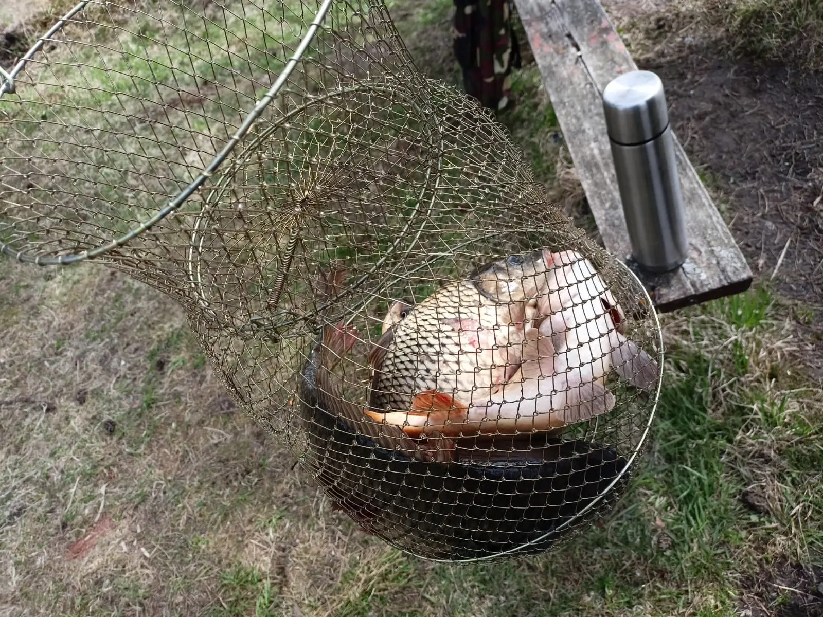 как ловят карпов